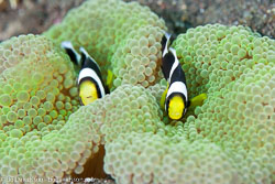 BD-130406-Tulamben-0761-Amphiprion-polymnus-(Linnaeus.-1758)-[Saddleback-clownfish].jpg